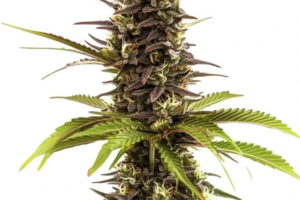 Sleepy Joe (Blimburn Seeds) – offizielles Produktbild