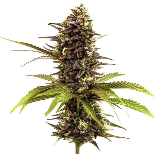 Sleepy Joe (Blimburn Seeds) – offizielles Produktbild