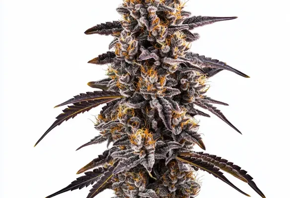 Slurty 3 (Blimburn Seeds) – offizielles Produktbild