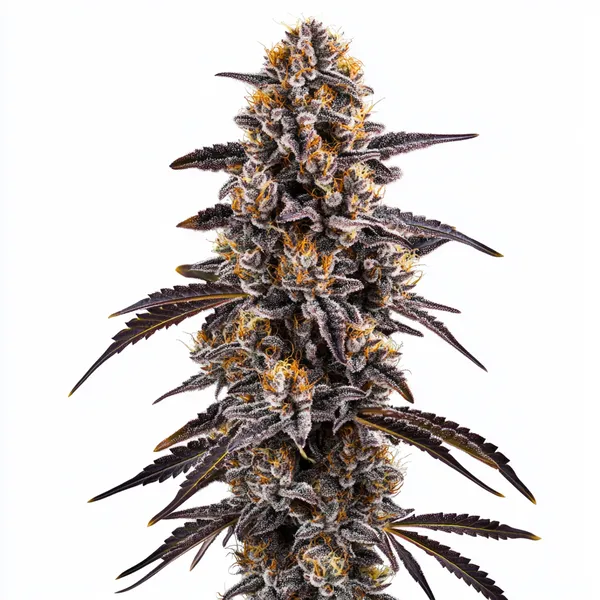 Slurty 3 (Blimburn Seeds) – offizielles Produktbild