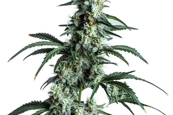 Sour Diesel (Blimburn Seeds) – offizielles Produktbild