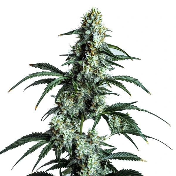 Sour Diesel (Blimburn Seeds) – offizielles Produktbild