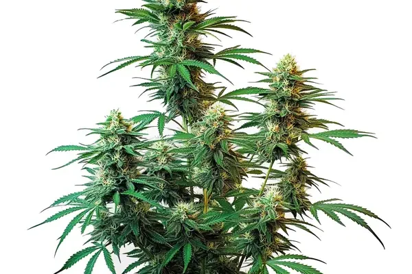 Sour Diesel Auto (Blimburn Seeds) – offizielles Produktbild
