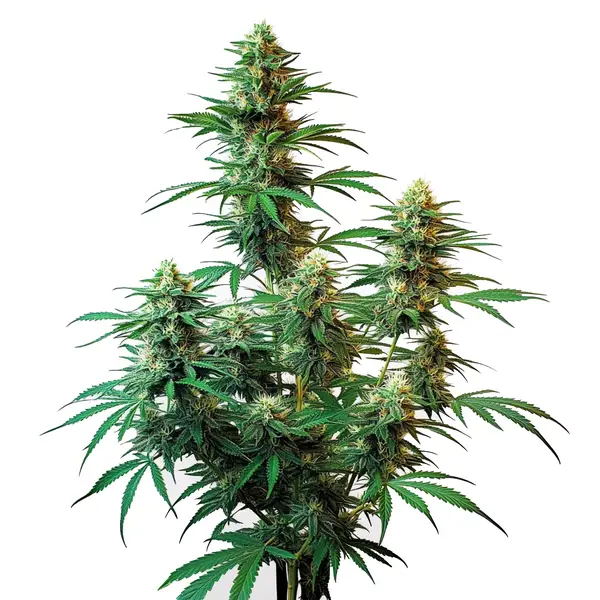 Sour Diesel Auto (Blimburn Seeds) – offizielles Produktbild
