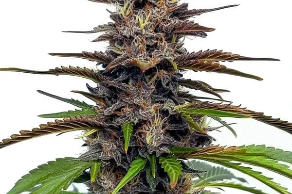 Star Killer (Blimburn Seeds) – offizielles Produktbild