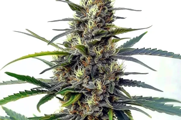 Star Killer Schnellversion (Blimburn Seeds) – offizielles Produktbild