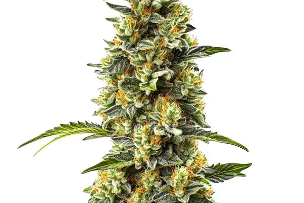 Strawberry Cough (Blimburn Seeds) – offizielles Produktbild