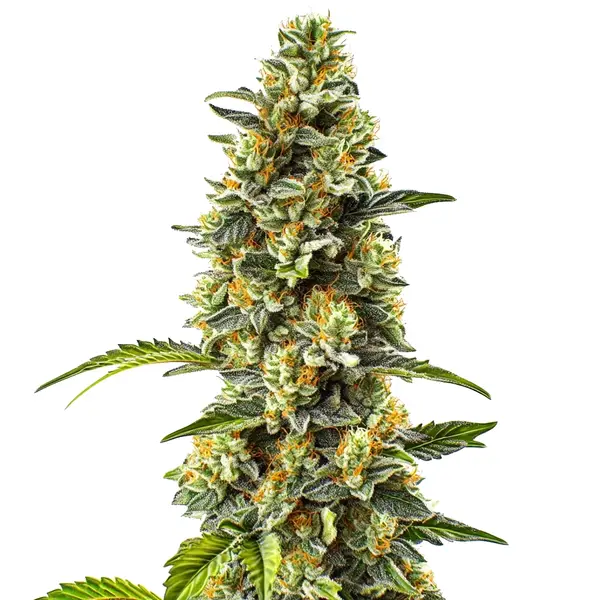 Strawberry Cough (Blimburn Seeds) – offizielles Produktbild