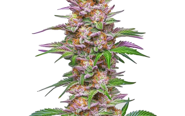 Strawberry Pie Auto (Blimburn Seeds) – offizielles Produktbild