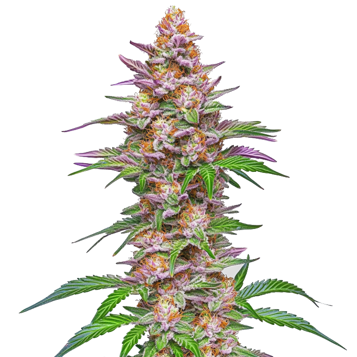 Strawberry Pie Auto (Blimburn Seeds) – offizielles Produktbild