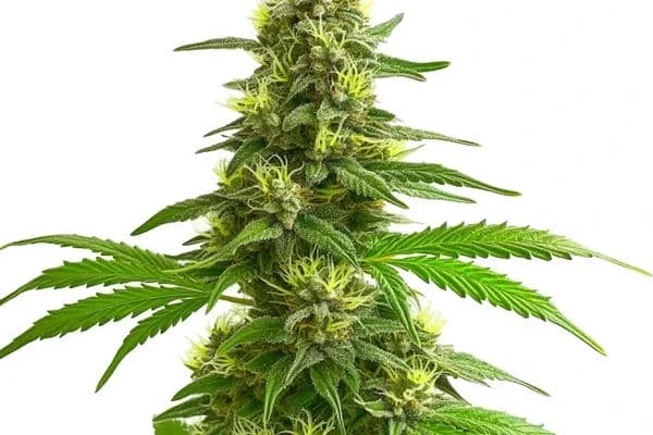 Super Lemon Haze (Blimburn Seeds) – offizielles Produktbild