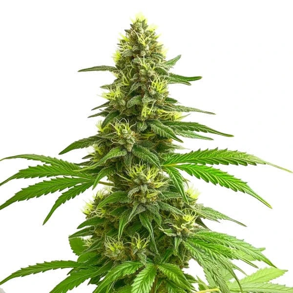 Super Lemon Haze (Blimburn Seeds) – offizielles Produktbild