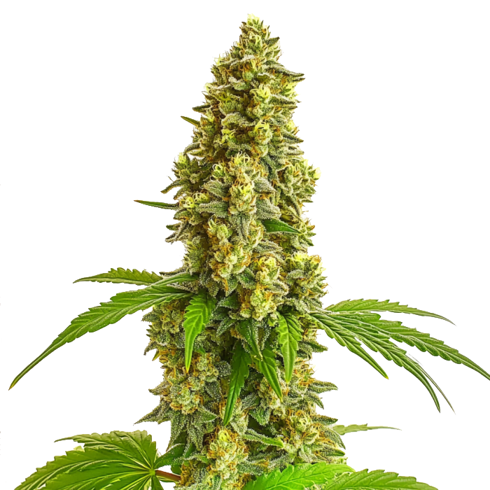Super Lemon Haze Auto (Blimburn Seeds) – offizielles Produktbild