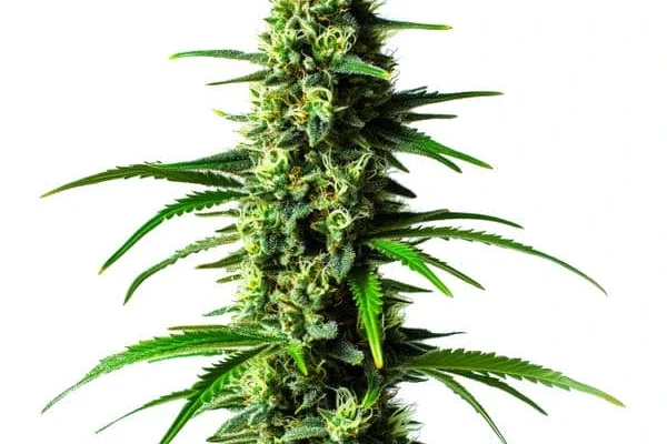 Super Skunk (Blimburn Seeds) – offizielles Produktbild