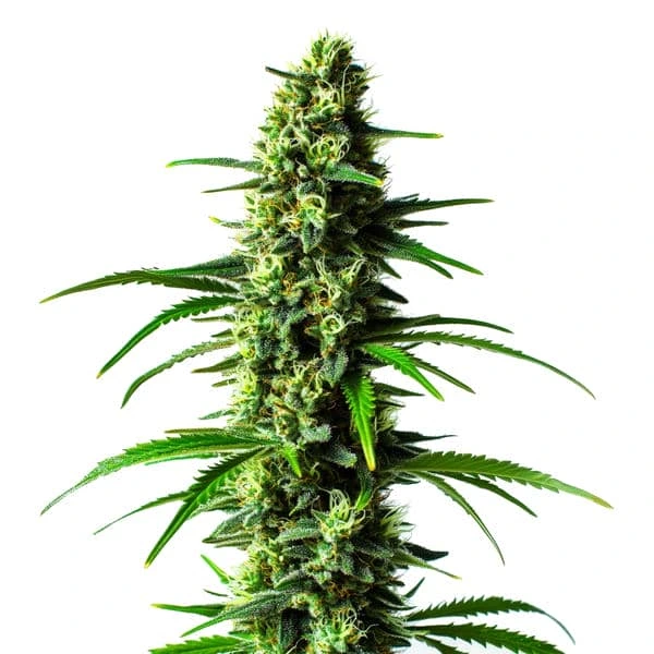 Super Skunk (Blimburn Seeds) – offizielles Produktbild