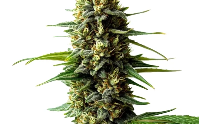 Super Skunk Auto (Blimburn Seeds) – offizielles Produktbild