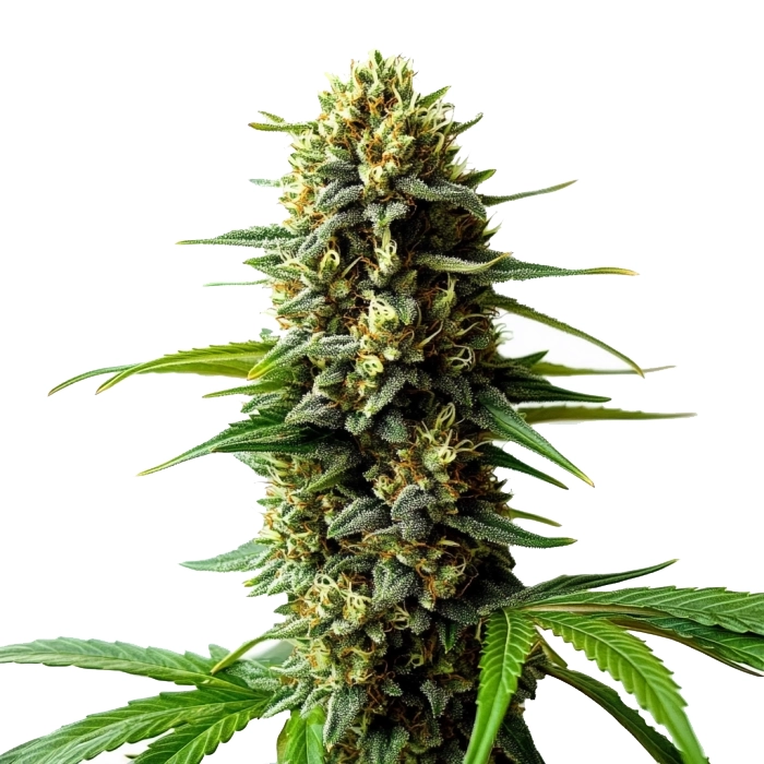 Super Skunk Auto (Blimburn Seeds) – offizielles Produktbild