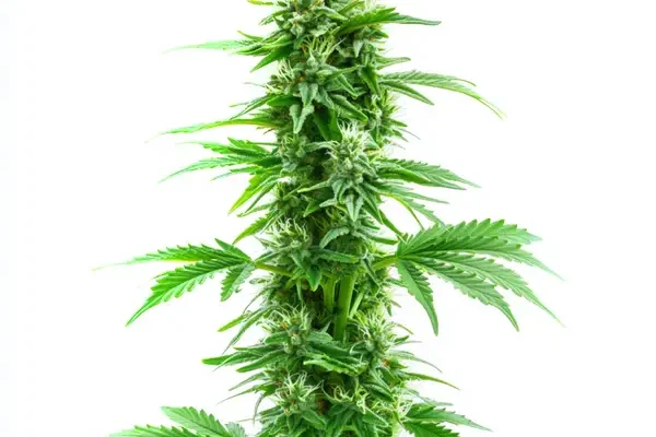 Sweet Island Skunk Schnellversion (Blimburn Seeds) – offizielles Produktbild