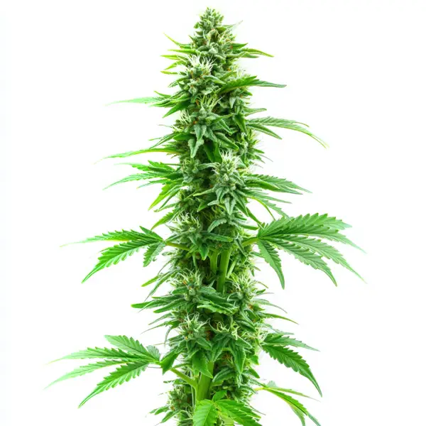 Sweet Island Skunk Schnellversion (Blimburn Seeds) – offizielles Produktbild
