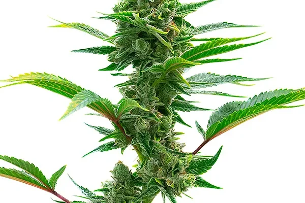 The Toad (Blimburn Seeds) – offizielles Produktbild