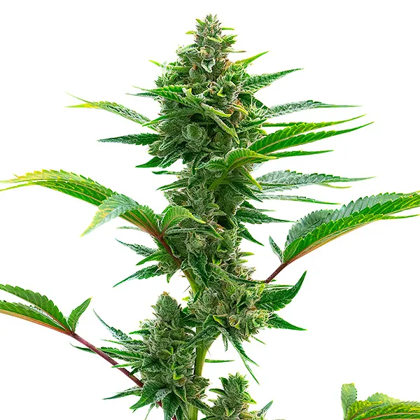 The Toad (Blimburn Seeds) – offizielles Produktbild