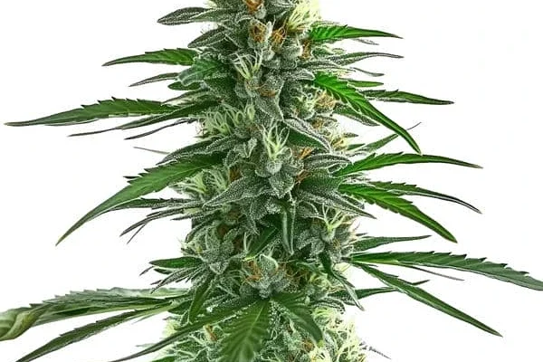 Trainwreck (Blimburn Seeds) – offizielles Produktbild
