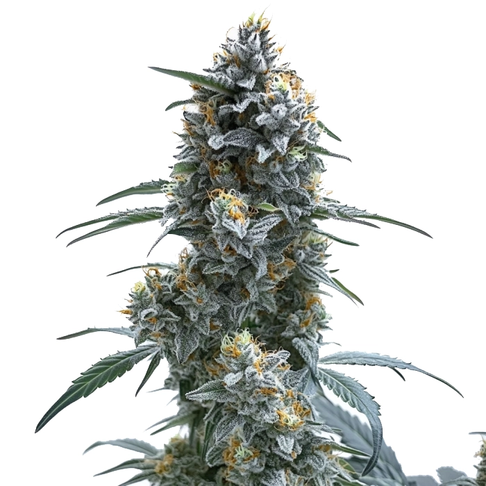 Trainwreck Auto (Blimburn Seeds) – offizielles Produktbild