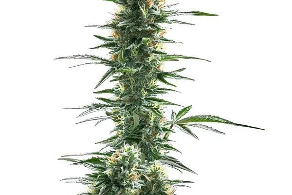Trainwreck Fast Version (Blimburn Seeds) – offizielles Produktbild