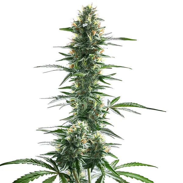 Trainwreck Fast Version (Blimburn Seeds) – offizielles Produktbild