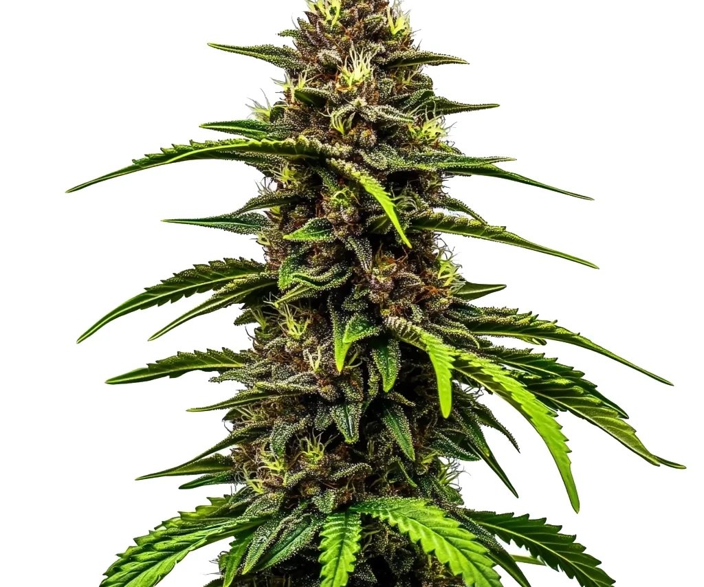 Watermelon Auto (Blimburn Seeds) – offizielles Produktbild