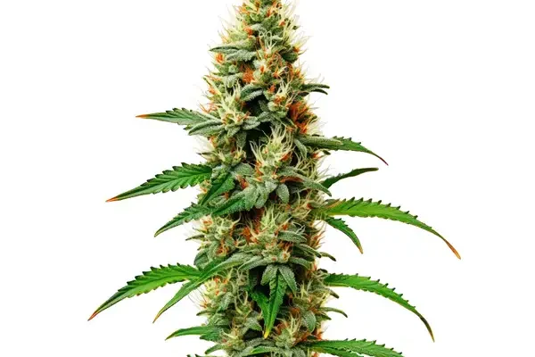 White Rhino (Blimburn Seeds) – offizielles Produktbild