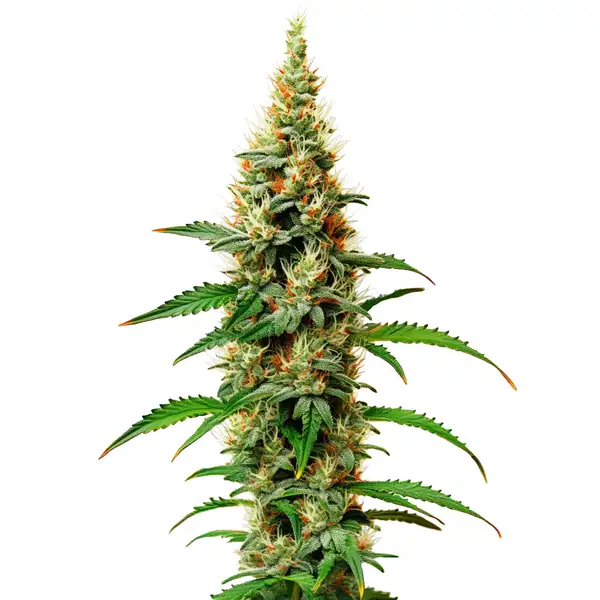 White Rhino (Blimburn Seeds) – offizielles Produktbild