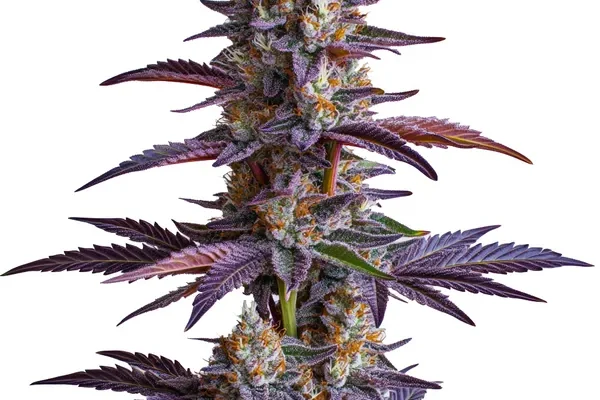 White Runtz (Blimburn Seeds) – offizielles Produktbild