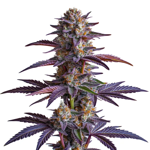 White Runtz (Blimburn Seeds) – offizielles Produktbild