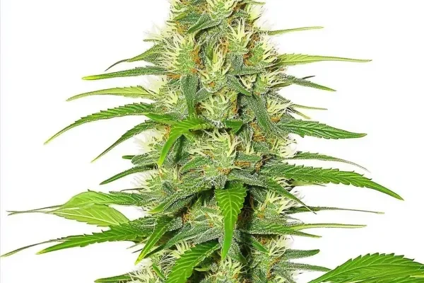 White Widow (Blimburn Seeds) – offizielles Produktbild