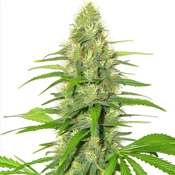 White Widow (Blimburn Seeds) – offizielles Produktbild