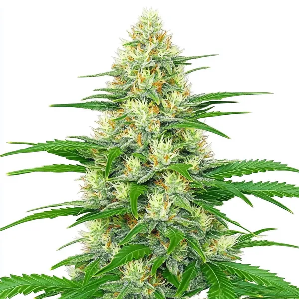 White Widow Autoflower (Blimburn Seeds) – offizielles Produktbild
