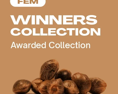 Winners Kollektion (Blimburn Seeds) – offizielles Produktbild