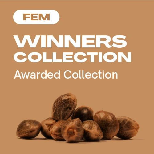 Winners Kollektion (Blimburn Seeds) – offizielles Produktbild