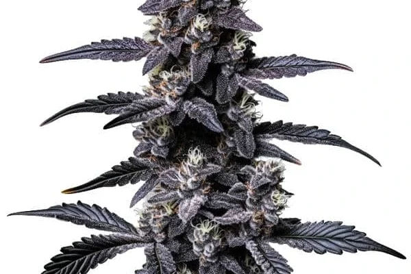 Zoap (Blimburn Seeds) – offizielles Produktbild