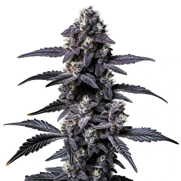 Zoap (Blimburn Seeds) – offizielles Produktbild