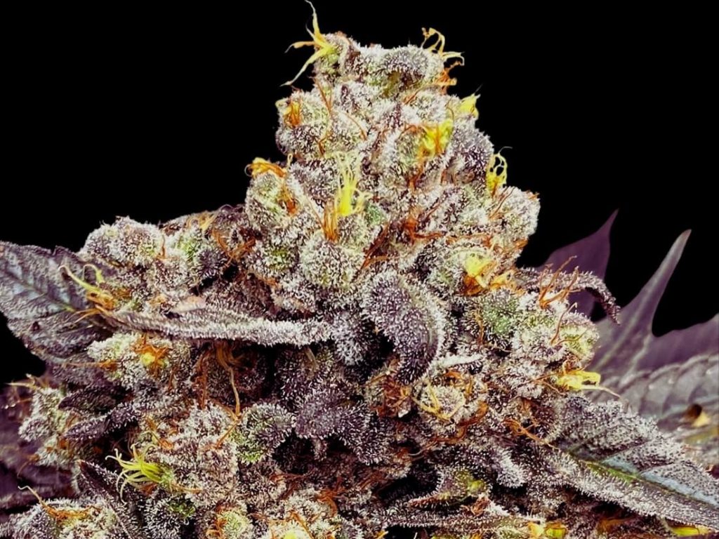 Biscotti Seeds Seeds (25% THC) – Produktabbildung des Herstellers