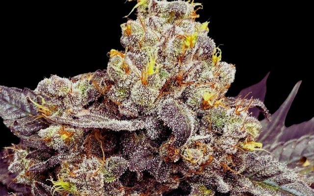 Biscotti Seeds Seeds (25% THC) – Produktabbildung des Herstellers