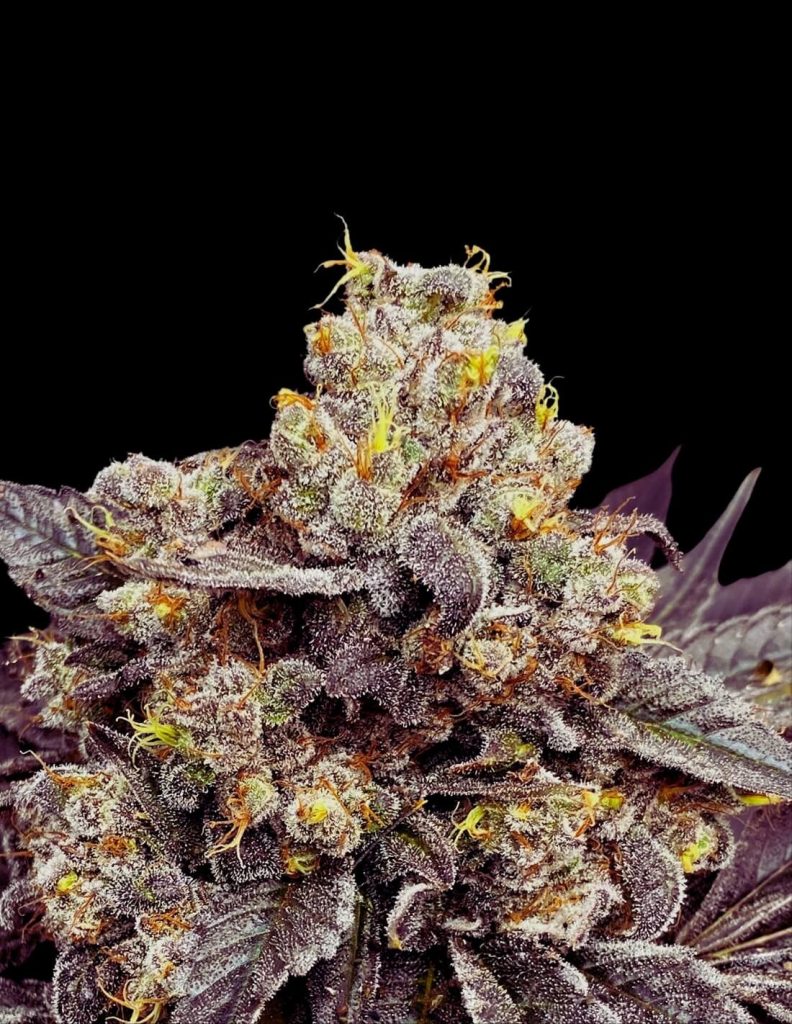 Biscotti Seeds Seeds (25% THC) – Produktabbildung des Herstellers