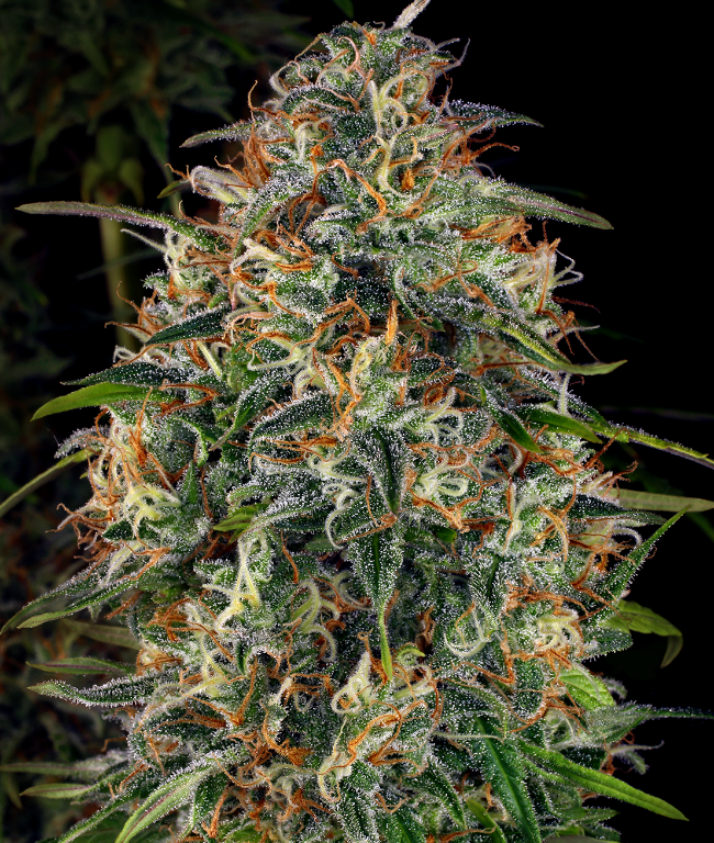 WSS Skunk Feminized (Weed Seed Shop) – Herstellerbild