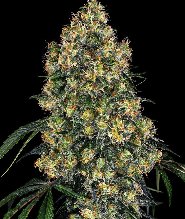 Amnesia Feminized (Weed Seed Shop) – Herstellerbild