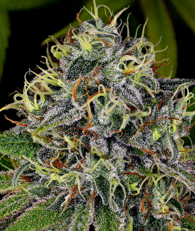 White Widow Feminized (Weed Seed Shop) – Herstellerbild