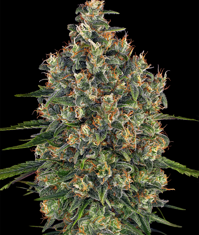 Super Cheese Feminized (Weed Seed Shop) – Herstellerbild
