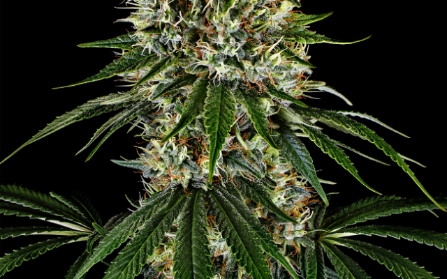 K2 Regular (Weed Seed Shop) – Herstellerbild