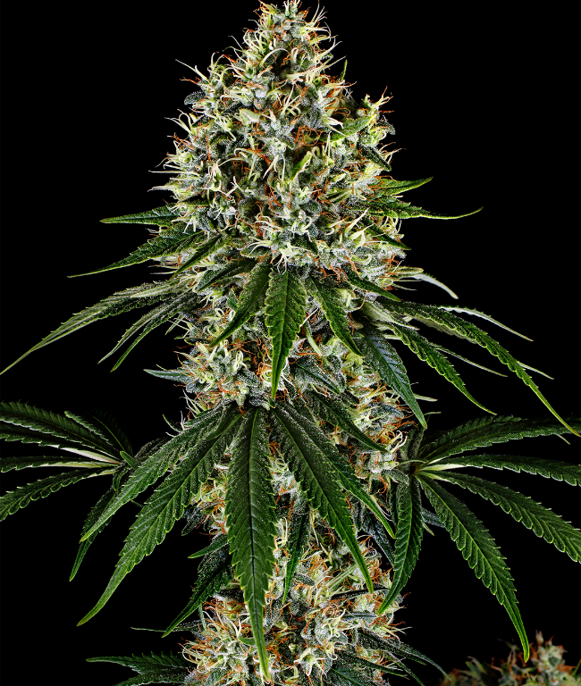 K2 Regular (Weed Seed Shop) – Herstellerbild